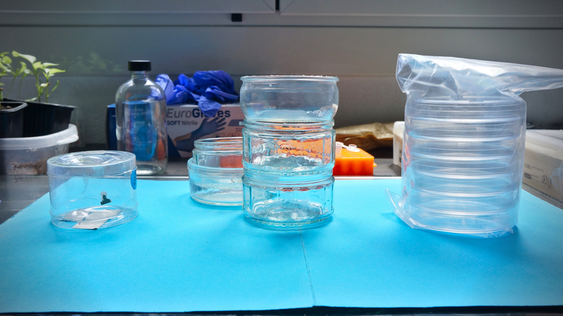3 "cups" examples for bioassay, plastic cups ; glass cups, perti dishes 